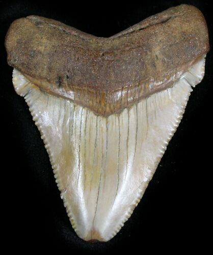 Chubutensis Tooth From NC - Megalodon Ancestor #25365